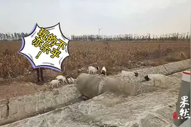 果然视频｜淘气羊羔扒洞进高速玩嗨，交警你追我赶啥口号都用上了图片