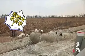 果然视频｜淘气羊羔扒洞进高速玩嗨，交警你追我赶啥口号都用上了图片