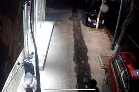 为流浪猫准备的猫粮总是被人偷走，广西一宠物店主不解：你想干啥？图片