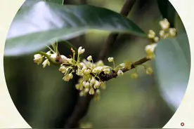 二十四节气·霜降丨桂子花开别晚秋，一阵香幽，几分乡愁图片