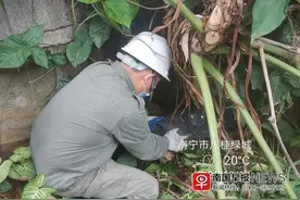 两天抓获9条！南宁又一小区有蛇频繁出没图片