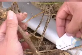 盐碱地上振兴大豆产业，育种工作者这样把论文写在大地上视频封面