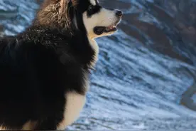 阿拉斯加犬洗澡后烘干中暑死亡？宠物店“自证清白”：让员工38℃烘干箱内亲测两个半小时图片