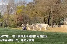 游客擅闯野生动物园白虎展区 北京警方：刑拘图片