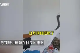 丹顶鹤进屋赖在村民床上不愿走！村民直呼来了“高等贵客”，网友：福气临门图片