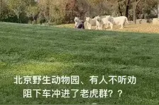 “一游客擅闯白虎展区”后续：刑拘图片
