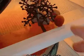 西瓜吃出一个心脏结构，医学生行为能有多可爱图片