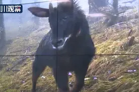 罕见！“四不像”鬣羚现身什邡山区图片