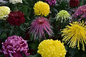 北海公园菊花盛放 色彩斑斓鲜艳夺目图片
