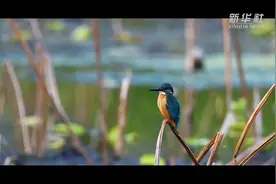 走近抚仙湖 感受春夏秋冬之美图片