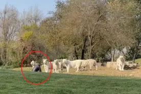 游客擅自下车挑衅11只白虎，刑拘！律师：这次即便出事，园方也不担责图片
