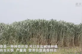 宁夏石嘴山：盐碱地长出“神奇草”视频封面