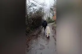 顽皮狗子跳起来叼走主人的帽子 与其玩耍打闹图片