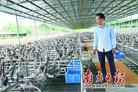 7年带领百余农户养鹅致富图片