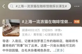 上海这只流浪猫火了！“持证上岗”，屡立奇功图片
