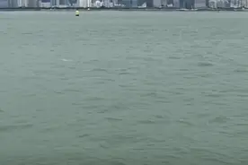 中华白海豚“现身”厦门海域“组团秋游”图片