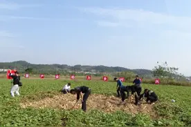 国家甘薯产业技术在湖北麻城测产成功进行 专家组予以高度肯定图片