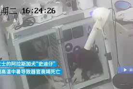 持续高烧42℃，阿拉斯加犬中暑死亡？！秋冬季洗澡用宠物烘干箱靠谱吗？更多“毛孩子必修课”看这里→图片