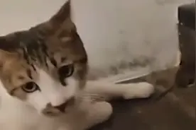 太酷了！流浪猫在上海咖啡店“持证上岗”，已捕获三只老鼠视频封面