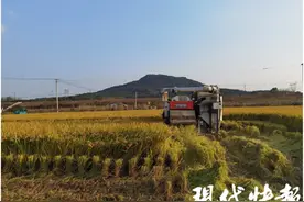 超级稻家族添“新人”！南农大“宁香粳9号”亩产812.5公斤，通过首年验收图片