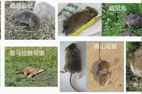 从灭到控，四川高原战鼠出奇招图片