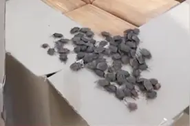 密恐慎入！“臭屁虫”大规模入侵俄边疆区图片