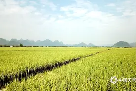 广西阳朔万亩甘蔗“甜蜜来袭”图片