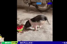 靠两条前腿走路！广东茂名“猪坚强”刷屏，故事超感人图片