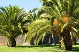 因气候变化问题加剧，棕榈树在迈阿密越来越不受欢迎图片