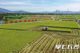 1586.86公斤！袁隆平团队杂交水稻双季亩产攻关再获成功图片