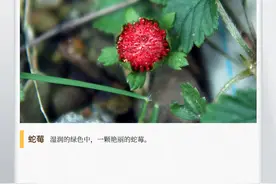 湖湘自然历丨蛇莓能吃吗图片