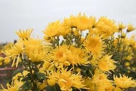 开阳县高寨乡：菊花朵朵向阳开 群众增收展笑颜图片