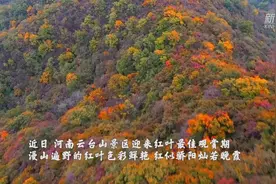 河南：云台山万亩红叶层林尽染视频封面