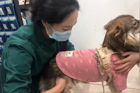 主人眼中的救命稻草——中医，真的能给宠物带来奇迹吗？图片