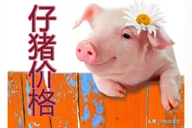 「今日仔猪价格」8月2日全国仔猪报价和仔猪易发破伤风治疗分享图片