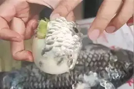 吃鱼时，原来用白醋，萝卜，塑料袋，都可以刮鱼鳞，太方便了图片