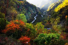野生动植物，重庆有多少？图片