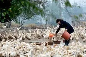 【养鸭技术】夏季养鸭，请注意这10个管理要点，保证养殖利润。图片