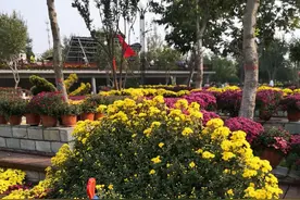 我花开后百花杀图片