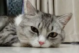 猫不吃猫草怎么办？只要这样做猫咪就不淡定了……一分钟光盘图片
