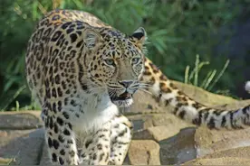 猫科动物种类大全：八大家族，40种野猫图片