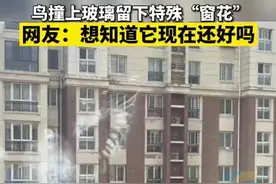 （视频）@太原人！一只小鸟撞上玻璃留下特殊窗花，网友：表情都印上去了，想知道它现在还好吗？看着都疼图片