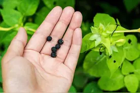俗称“胭脂花”，是粉刺的克星，没想到种子的价值更高图片