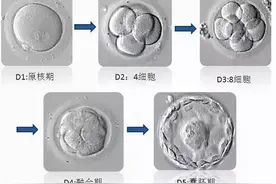 试管小白——“顶流”级别的胚胎长啥样？图片