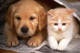养猫好还是养狗好？这是养猫比养狗更好的11个理由图片