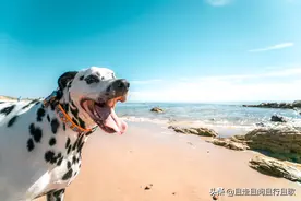 人生就像一架黑白相间的钢琴，白键代表幸福，黑键代表痛苦图片