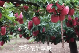 花牛苹果路在何方图片