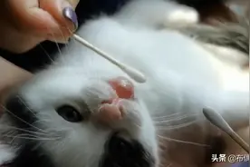 猫咪生病得了猫藓，嘴巴肿得像香肠！图片