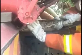 好险！广东一吸污车内惊现30斤大蟒蛇，消防员将其拽出送往动物园图片