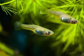 北美食蚊鱼入侵中国后泛滥，日食2000只孑孓，到底是好是坏？图片